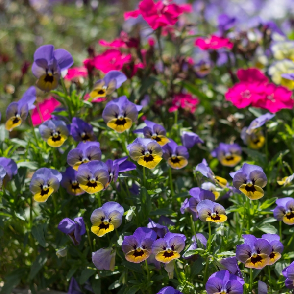 Edible flowers
